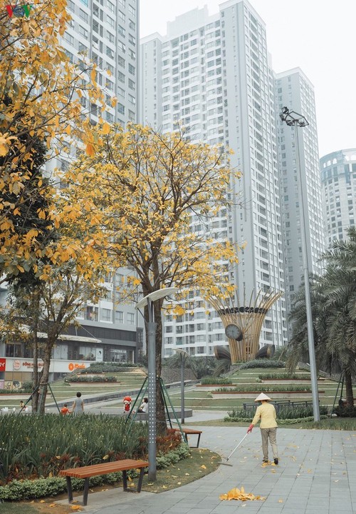 Die romanische Schönheit der Stadt Hanoi in der Zeit, in der Bäume ihre Blätter wechseln - ảnh 7