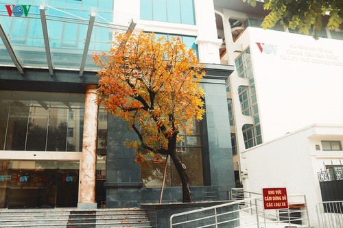 Die romanische Schönheit der Stadt Hanoi in der Zeit, in der Bäume ihre Blätter wechseln - ảnh 8