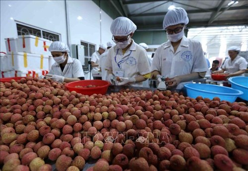 Vietnamesische Litschis auf dem Markt in Singapur  - ảnh 1