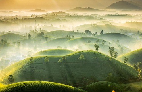 Foto über Teehügel Phu Tho gehört zu Top-Fotos über das schönste Wetter des Jahres - ảnh 1