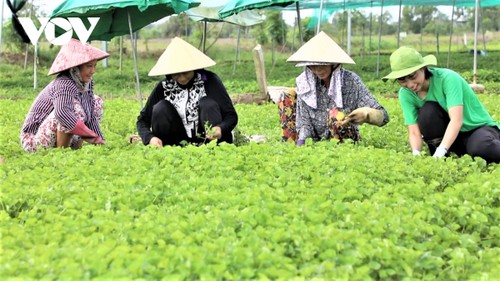 Junge Menschen betreiben saubere Landwirtschaft - ảnh 1