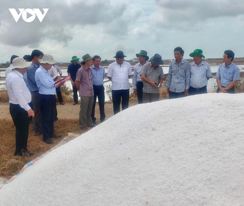 Provinz Bac Lieu entwickelt die Salzgewinnung - ảnh 1