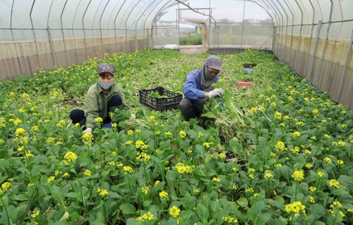 1.Quartal 2021: Vietnam exportiert Obst und Gemüsen von mehr als 944 Millionen US-Dollar  - ảnh 1