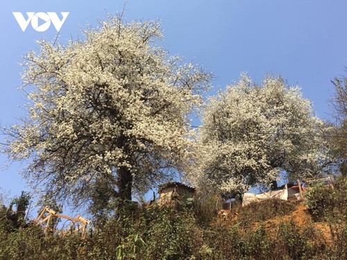 Die Weißdorne blühen auf dem Hochgebirge Son La - ảnh 5