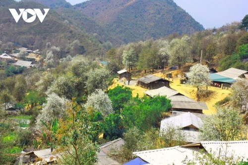 Weißdorne-Fest des Berggebiets im Nordwesten - ảnh 1