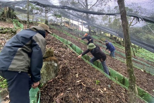 Entwicklung von Ginseng und Bewirtschaftung der Bewohner in Bergregion Lai Chau - ảnh 1