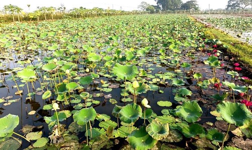 Bauern in Dong Trieu arbeiten in Landwirtschaftsproduktion zusammen - ảnh 1