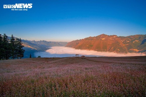 Schönheit der Steppe in Ha Giang in Saison des Echten Buchweizens - ảnh 3