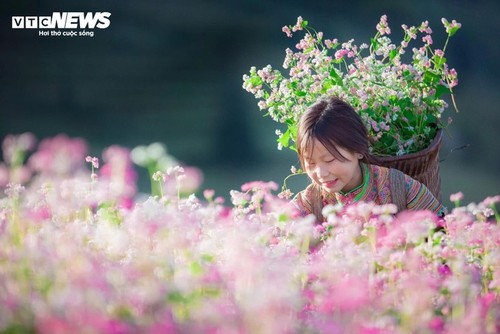 Schönheit der Steppe in Ha Giang in Saison des Echten Buchweizens - ảnh 7