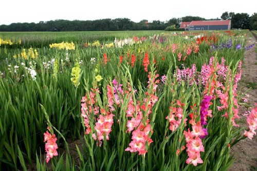 Blumendörfer auf dem Plateau Lam Vien - ảnh 1