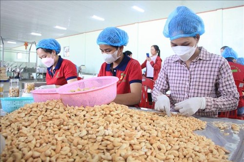 Suche nach neuen Exportmärkten für Cashewnüsse - ảnh 1