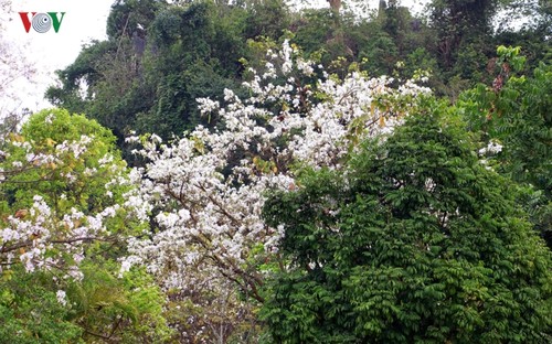 Ban Flower Festival 2019 spotlights northwestern history, culture  - ảnh 2