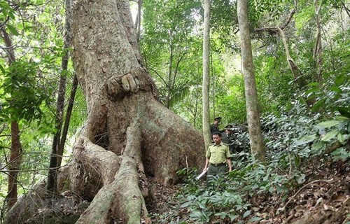 Forest covers 42.02% of Vietnam’s total area by end of 2021 - ảnh 1