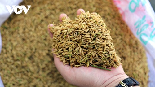 Vietnam, Philippines to establish rice alliance - ảnh 1