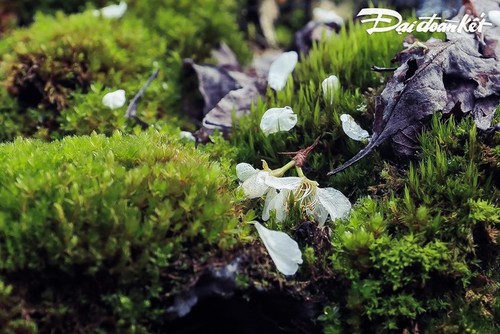 ความสวยงามของหมู่บ้านส่าฝิ่นในจังหวัดห่ายาง  - ảnh 7