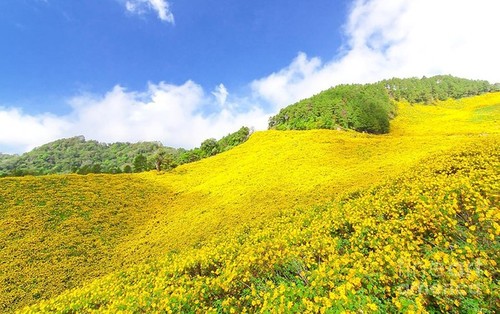 ฤดูดอกทานตะวันบานสะพรั่งในพื้นที่เขตเขา - ảnh 2