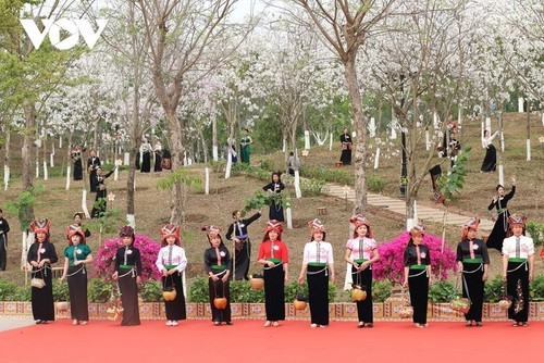 ดอกกาหลงบานสะพรั่งทั่วพื้นที่ป่าเขาในจังหวัดเซินลา - ảnh 11