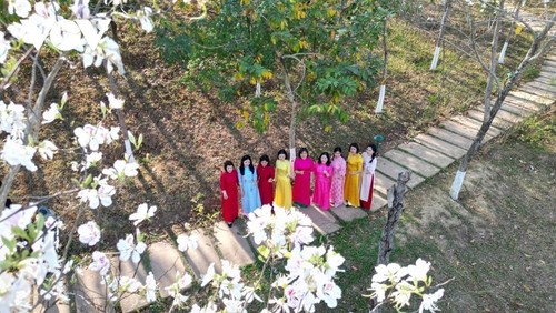 ดอกกาหลงบานสะพรั่งทั่วพื้นที่ป่าเขาในจังหวัดเซินลา - ảnh 6