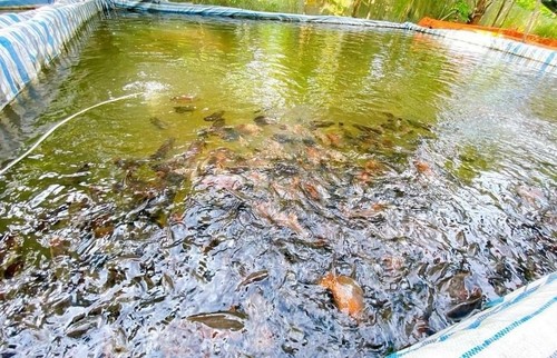 เหงวียนชี้ทึก – เกษตรกรหนุ่มในจังหวัดเหิวยาง สร้างฐานะจากการเลี้ยงปลาออสการ์ - ảnh 2