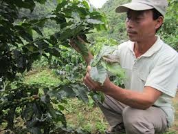Setzlinge-Anbau im Mekong-Delta - ảnh 1