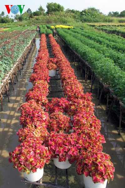 Topfblumendorf Tan Quy Dong vor dem Tetfest - ảnh 2