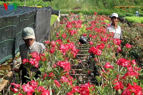 Topfblumendorf Tan Quy Dong vor dem Tetfest - ảnh 3