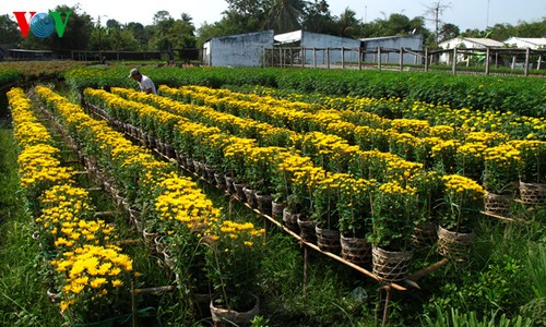 Topfblumendorf Tan Quy Dong vor dem Tetfest - ảnh 4