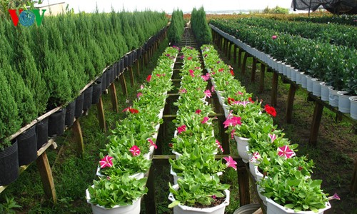 Topfblumendorf Tan Quy Dong vor dem Tetfest - ảnh 5