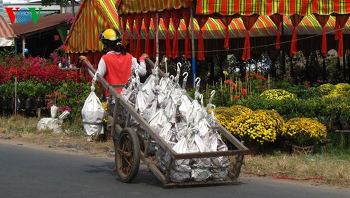 Topfblumendorf Tan Quy Dong vor dem Tetfest - ảnh 9