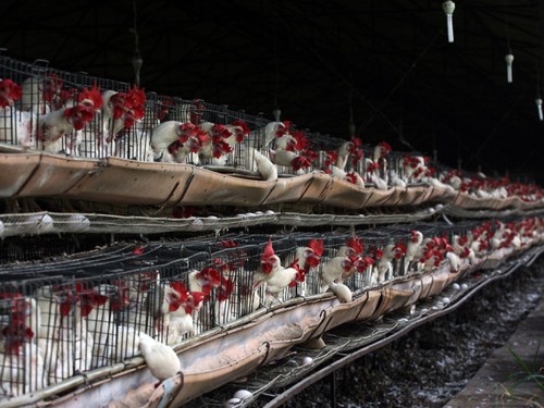 Zwei Chinesen sterben an Vogelgrippe H7N9 - ảnh 1