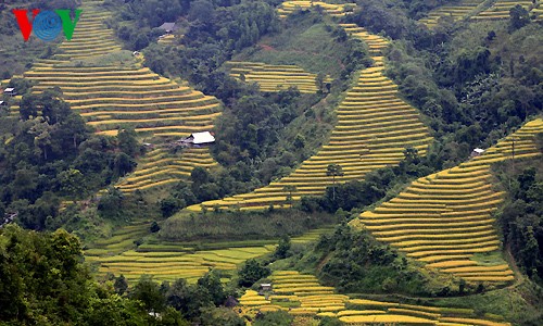 Reisterrasse in Hoang Su Phi - ảnh 1