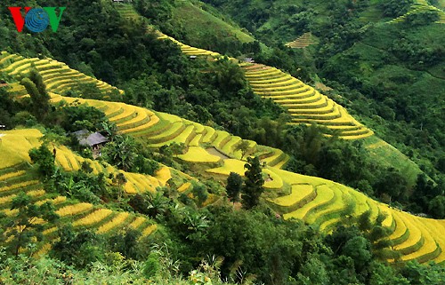 Reisterrasse in Hoang Su Phi - ảnh 13