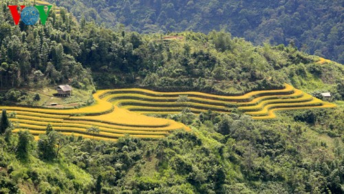 Reisterrasse in Hoang Su Phi - ảnh 3