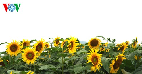 Sonnenblumen in der zentralvietnamesischen Provinz Nghe An - ảnh 3