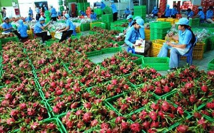 Export von land- und forstwirtschaftlichen Produkten am Grenzübergang Lao Cai - ảnh 1