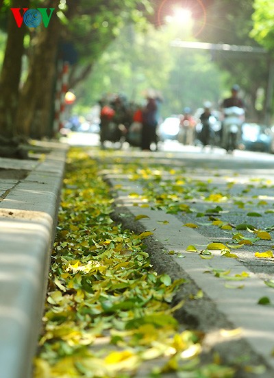 Hanoi in der Jahreszeit, in der die Bäume ihre Blätter fallen lassen - ảnh 1