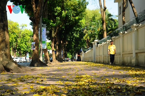 Hanoi in der Jahreszeit, in der die Bäume ihre Blätter fallen lassen - ảnh 2