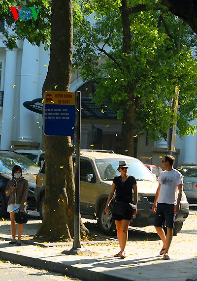 Hanoi in der Jahreszeit, in der die Bäume ihre Blätter fallen lassen - ảnh 3