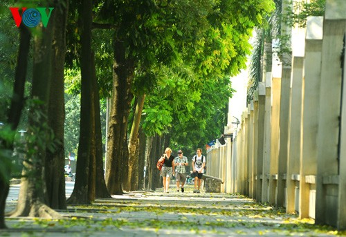 Hanoi in der Jahreszeit, in der die Bäume ihre Blätter fallen lassen - ảnh 5