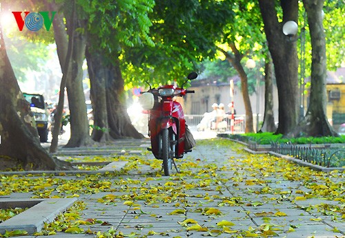 Hanoi in der Jahreszeit, in der die Bäume ihre Blätter fallen lassen - ảnh 7