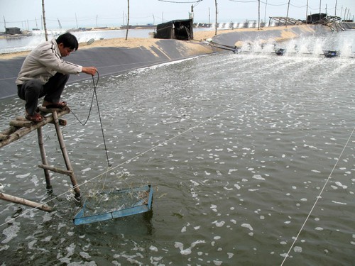 Anwendung der Technologien zur Landwirtschaftsentwicklung in ländlichen Gebieten - ảnh 1