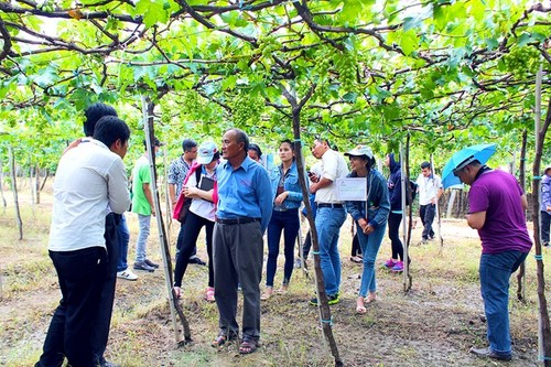 Modell über Weinanbau und –verarbeitung von Ba Moi in der Provinz Ninh Thuan - ảnh 1