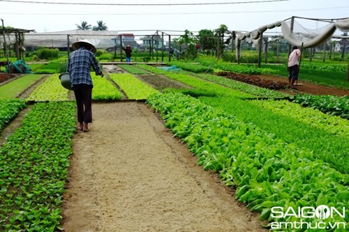 Gemüse-Dorf Tra Que in Hoi An ist eine Touristenattraktion - ảnh 1
