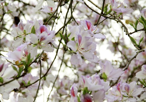 Leckere Speisen aus Bauhinienblüten - ảnh 1