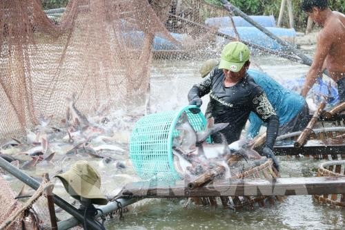 Offizieller Export Vietnams nach China - ảnh 1