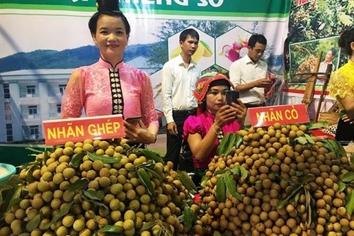 Festival von Song Ma-Longan und Ankündigung über den Export von Longan in diesem Jahr - ảnh 1