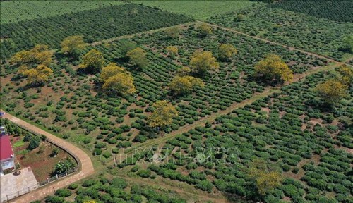 Festival von Röhren-Kassien in Gia Lai - ảnh 1