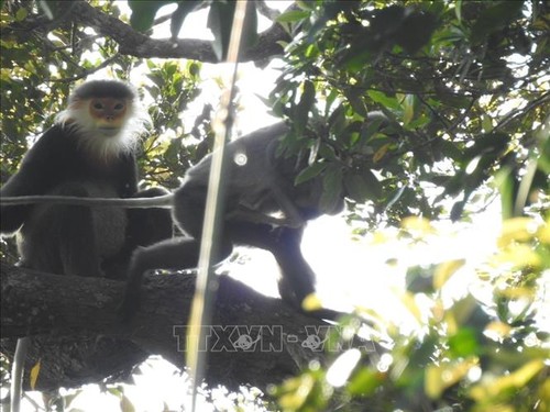  Allianz der Weltkampagne: Vietnam macht Fortschritte beim Schutz der Bürger und Bewahrung der Biodiversität - ảnh 1