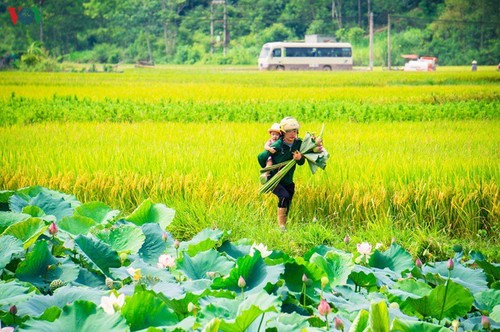 Bac Son in Gelb - ảnh 17