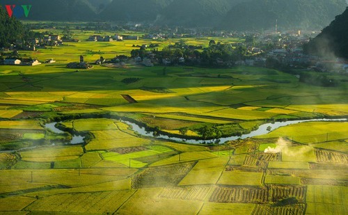 Bac Son in Gelb - ảnh 5